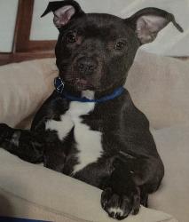 Lost Male Dog last seen Pennsylvania and Nagle rt. Behind Bodachs, St. Louis, MO 63111