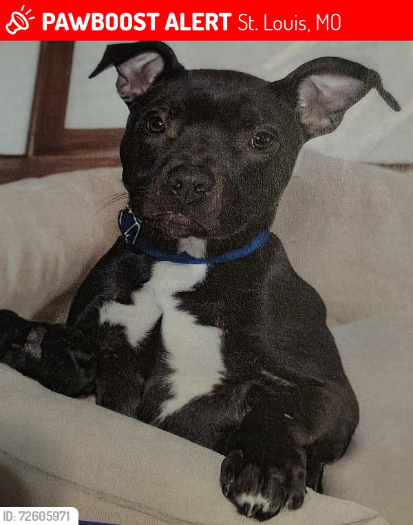 Lost Male Dog last seen Pennsylvania and Nagle rt. Behind Bodachs, St. Louis, MO 63111