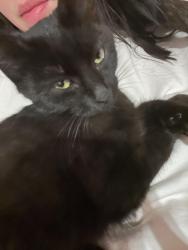 Lost Male Cat last seen Weatherford college , Weatherford, TX 76086