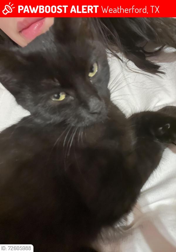 Lost Male Cat last seen Weatherford college , Weatherford, TX 76086