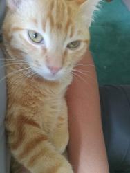 Lost Male Cat last seen Iron bark ln / knollwood ln (Via Verde area, he could have traveled far so please if you think you know where he is reach out to me., San Dimas, CA 91773