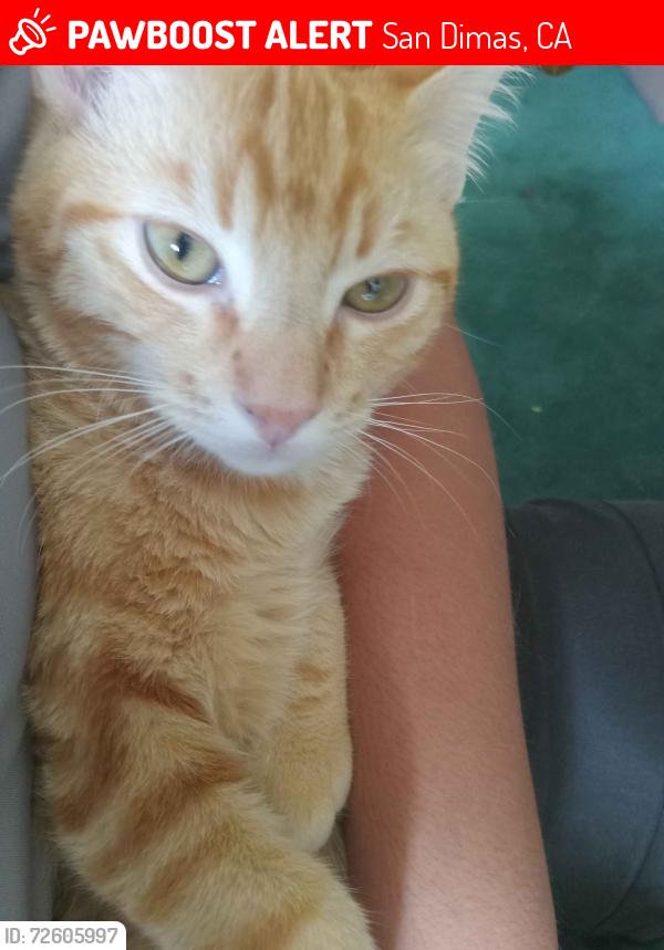 Lost Male Cat last seen Iron bark ln / knollwood ln (Via Verde area, he could have traveled far so please if you think you know where he is reach out to me., San Dimas, CA 91773