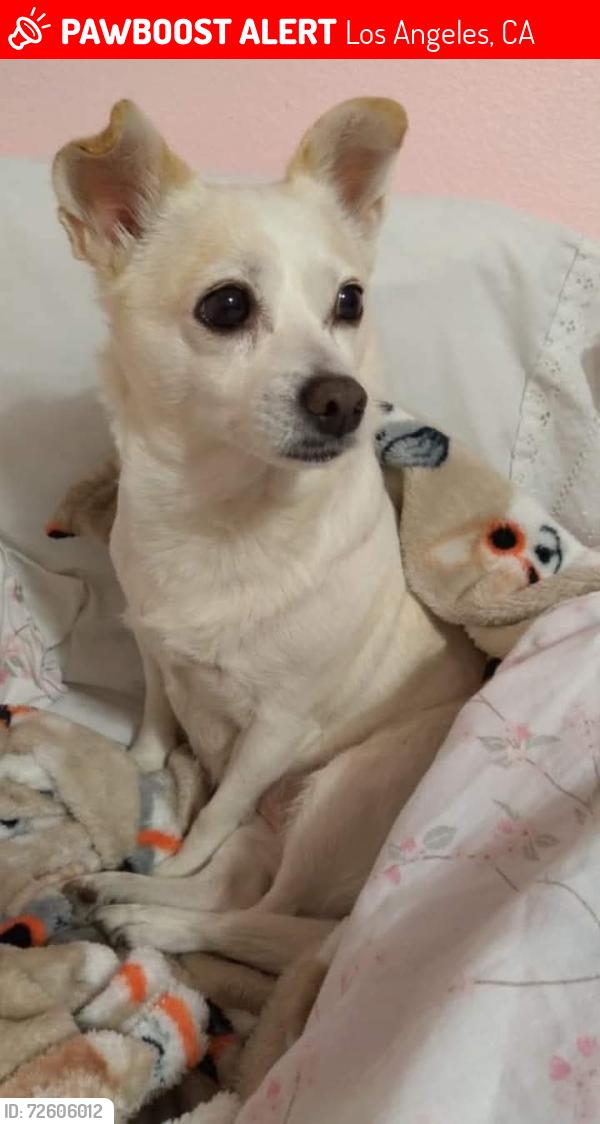 Lost Female Dog last seen Western y 37 place, Los Angeles, CA 90018