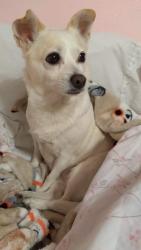 Lost Female Dog last seen Western y 37 place, Los Angeles, CA 90018