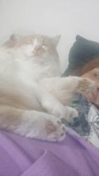 Lost Male Cat last seen Longfellow , Modesto, CA 95351