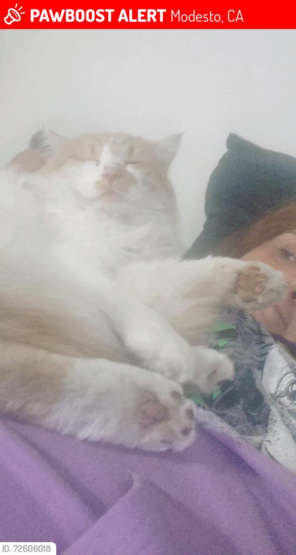 Lost Male Cat last seen Longfellow , Modesto, CA 95351
