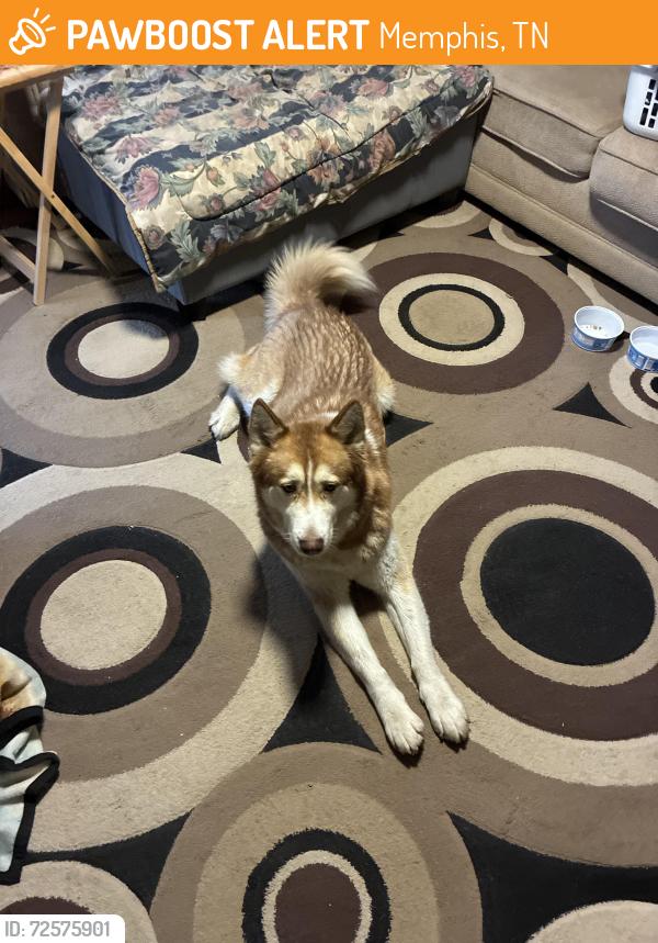 Found/Stray Male Dog last seen Quince and White Statiom, Memphis, TN 38117