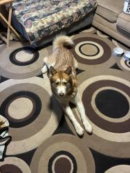 Found/Stray Male Dog last seen Quince and White Statiom, Memphis, TN 38117