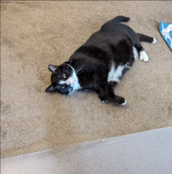 Lost Female Cat last seen Staples Mill & Hunton Park Blvd , Glen Allen, VA 23059