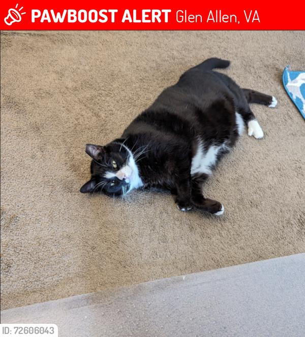 Lost Female Cat last seen Staples Mill & Hunton Park Blvd, Glen Allen, VA 23059