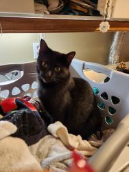 Lost Male Cat last seen Buckshot Ln & Briar Ln, Magnolia, TX 77354