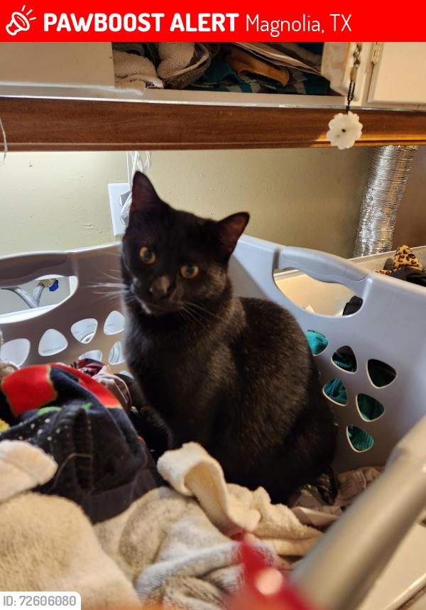 Lost Male Cat last seen Buckshot Ln & Briar Ln, Magnolia, TX 77354