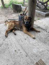 Lost Male Dog last seen Near N Ware and Mile 13, Edinburg, TX 78541