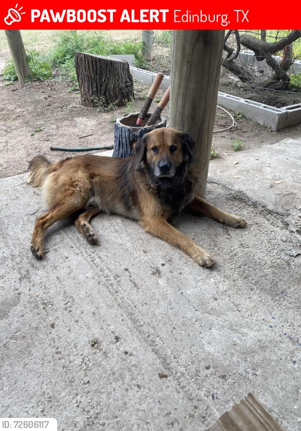 Lost Male Dog last seen Near N Ware and Mile 13, Edinburg, TX 78541