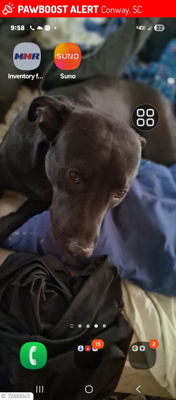 Lost Female Dog last seen Cates bay rd conway sc, Conway, SC 29527
