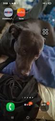 Lost Female Dog last seen Cates bay rd conway sc, Conway, SC 29527