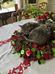 Lost Male Cat last seen Lives in the alley between 9th and 10th near Chase, Port Angeles, WA 98362