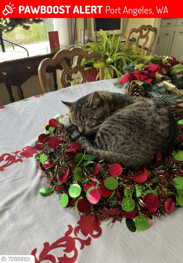 Lost Male Cat last seen Lives in the alley between 9th and 10th near Chase, Port Angeles, WA 98362