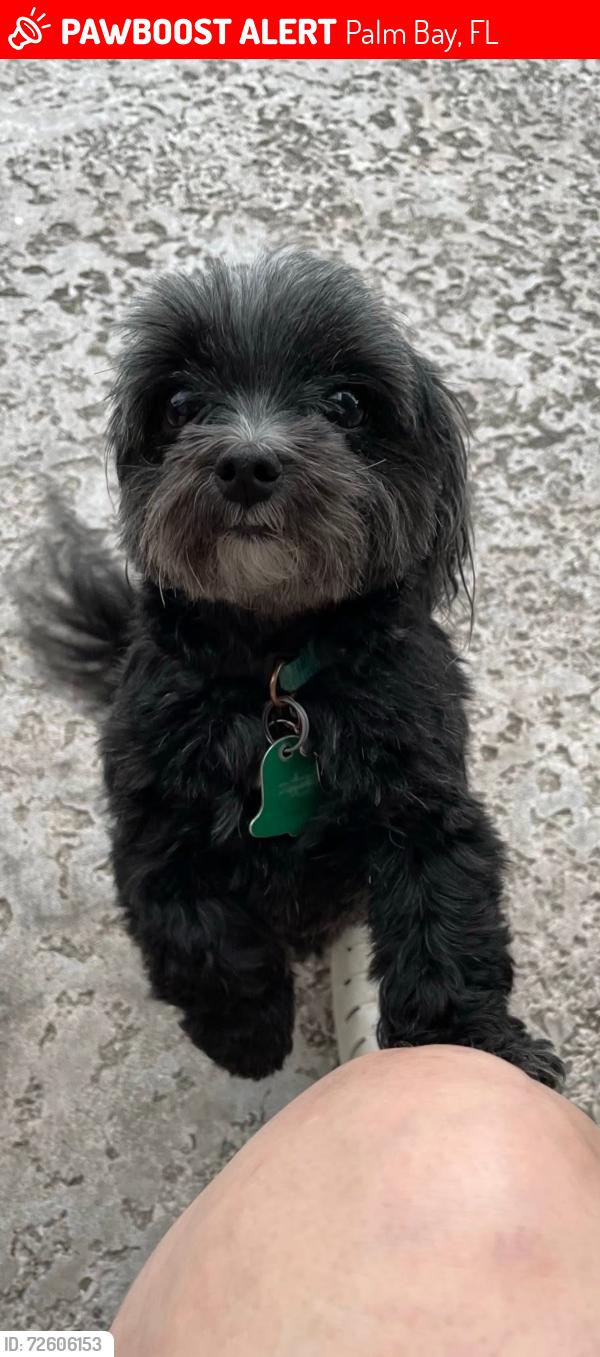 Lost Female Dog last seen Wagon wheel , Palm Bay, FL 32909