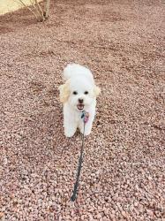Lost Male Dog last seen Near Marion Drive Las Vegas 89110, Las Vegas, NV 89110