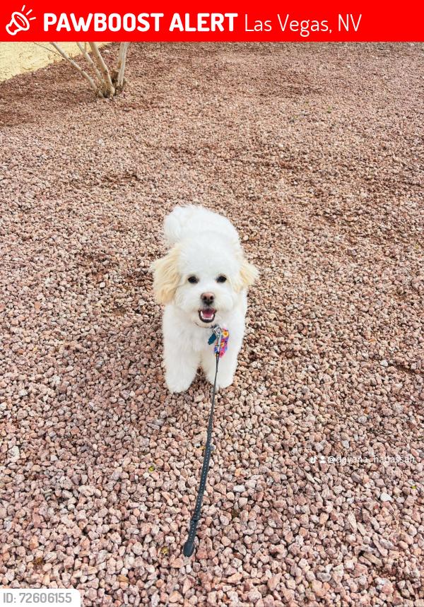 Lost Male Dog last seen Near Marion Drive Las Vegas 89110, Las Vegas, NV 89110
