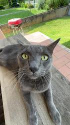 Lost Male Cat last seen Citation dr and Martin st, Corpus Christi, TX 78417