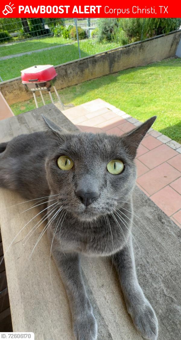 Lost Male Cat last seen Citation dr and Martin st, Corpus Christi, TX 78417
