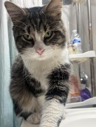 Lost Male Cat last seen North Garfield avenue, Pasadena, CA 91104