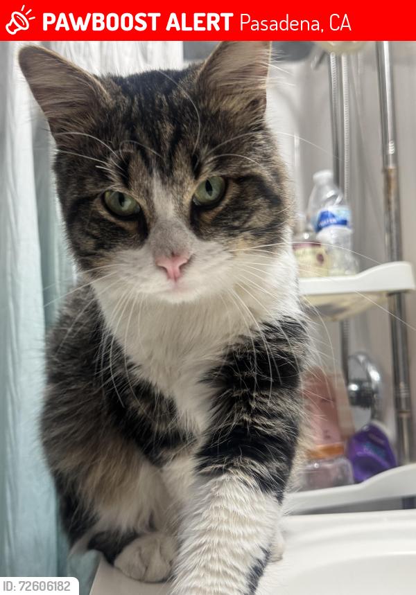 Lost Male Cat last seen North Garfield avenue, Pasadena, CA 91104