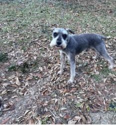 Lost Male Dog last seen Regents dr w, Mobile, AL 36609