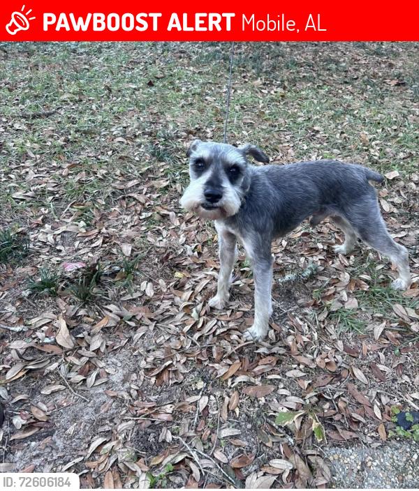 Lost Male Dog last seen Regents dr w, Mobile, AL 36609