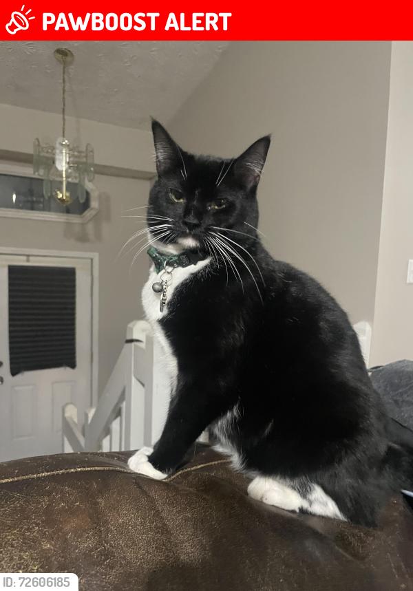 Lost Female Cat last seen Kellogg Creek Road, Cherokee County, GA 30102