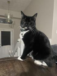 Lost Female Cat last seen Kellogg Creek Road, Cherokee County, GA 30102