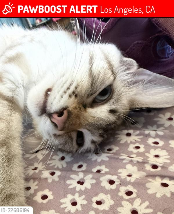 Lost Female Cat last seen Mariposa/3rd, Los Angeles, CA 90020