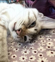 Lost Female Cat last seen Mariposa/3rd, Los Angeles, CA 90020