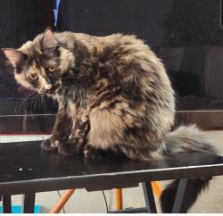 Lost Female Cat last seen East Maryland Ave & 10th Street , Phoenix, AZ 85014