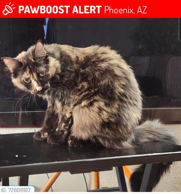 Lost Female Cat last seen East Maryland Ave & 10th Street , Phoenix, AZ 85014