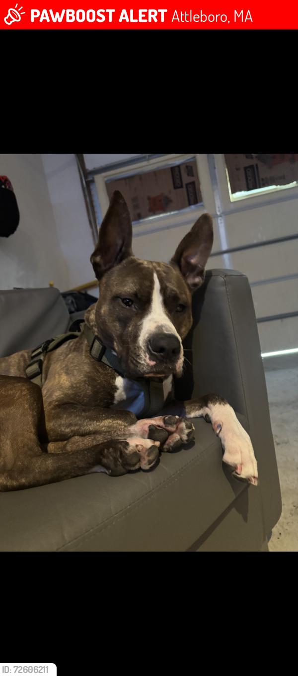 Lost Male Dog last seen Attleboro high school , Attleboro, MA 02703