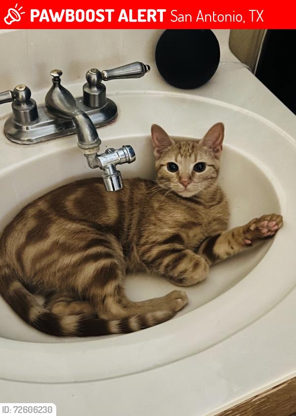 Lost Male Cat last seen Stormy Breeze & Stormy Gold, San Antonio, TX 78247