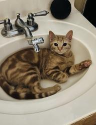 Lost Male Cat last seen Stormy Breeze & Stormy Gold, San Antonio, TX 78247