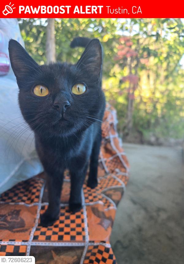 Lost Female Cat last seen Browning Ave and El Camino Real, Tustin, CA 92780
