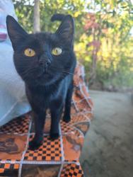 Lost Female Cat last seen Browning Ave and El Camino Real, Tustin, CA 92780