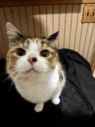 Found/Stray Female Cat last seen S Linden Rd & Hill Rd, Flint, MI 48507