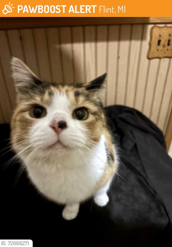 Found/Stray Female Cat last seen S Linden Rd & Hill Rd, Flint, MI 48507
