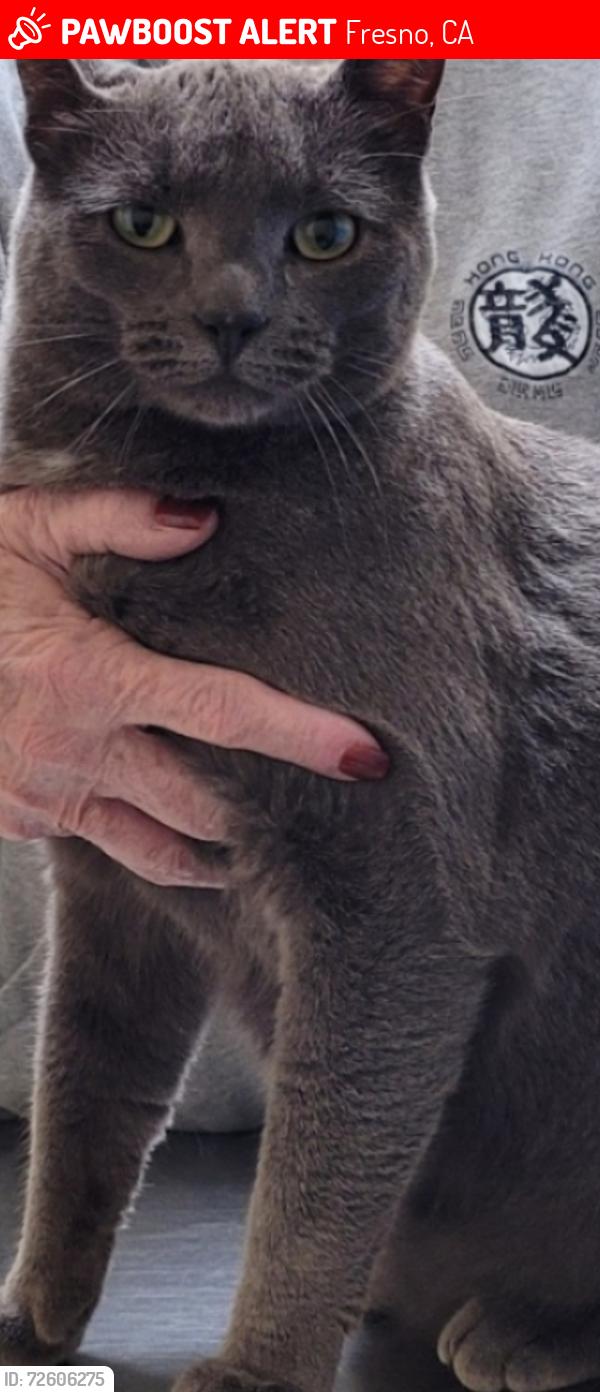 Lost Male Cat last seen Sierra/ Fremont st, Fresno, CA 93740