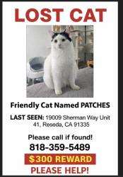Lost Male Cat last seen Near Sherman way between wilber and venalden, Los Angeles, CA 91335