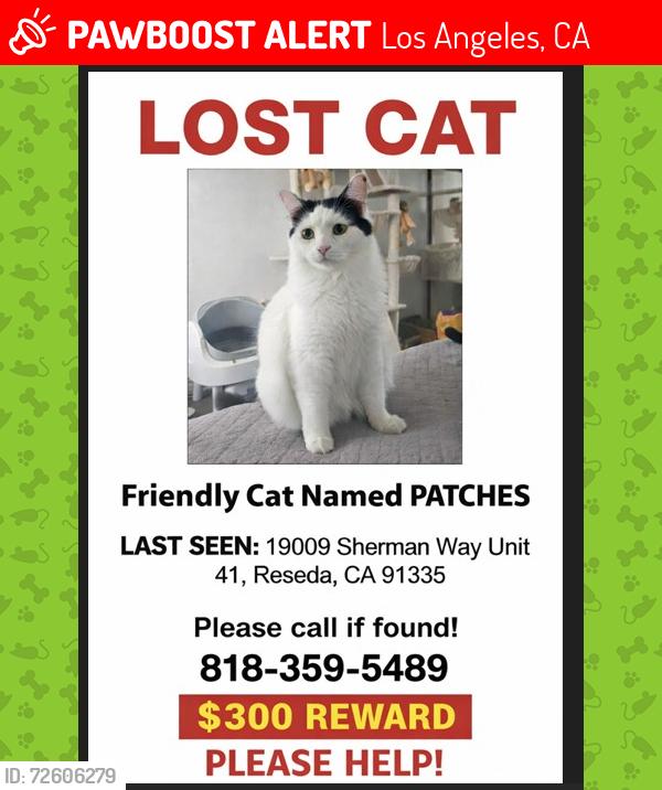 Lost Male Cat last seen Near Sherman way between wilber and venalden, Los Angeles, CA 91335