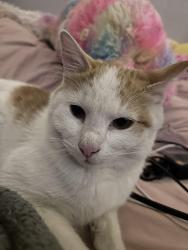 Reunited Male Cat last seen by 1st and Sheridan, Denver, CO 80219