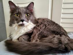 Lost Male Cat last seen Towne Square Park and Hatter Lane, Lexington, KY 40511
