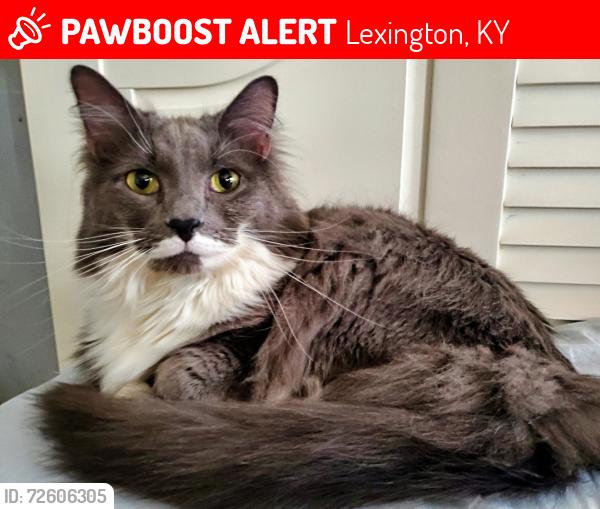 Lost Male Cat last seen Towne Square Park and Hatter Lane, Lexington, KY 40511